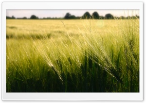 Wheat, Germany Ultra HD Wallpaper for 4K UHD Widescreen desktop, tablet & smartphone