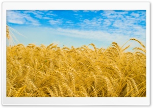 Wheat Harvest Ultra HD Wallpaper for 4K UHD Widescreen desktop, tablet & smartphone