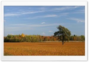 Wheat Landscape 6 Ultra HD Wallpaper for 4K UHD Widescreen desktop, tablet & smartphone