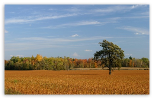 Wheat Landscape 6 UltraHD Wallpaper for 8K UHD TV 16:9 Ultra High Definition 2160p 1440p 1080p 900p 720p ; Widescreen 16:10 5:3 WHXGA WQXGA WUXGA WXGA WGA ; Fullscreen 4:3 5:4 3:2 UXGA XGA SVGA QSXGA SXGA DVGA HVGA HQVGA ( Apple PowerBook G4 iPhone 4 3G 3GS iPod Touch ) ; Tablet 1:1 ; Mobile 3:5 3:4 - ;