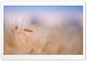 Wheat Spike, Summer Ultra HD Wallpaper for 4K UHD Widescreen desktop, tablet & smartphone
