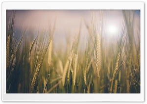 Wheat Spikelets, Close-Up Ultra HD Wallpaper for 4K UHD Widescreen desktop, tablet & smartphone