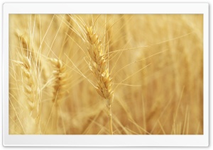 Wheat Spikes Ultra HD Wallpaper for 4K UHD Widescreen desktop, tablet & smartphone