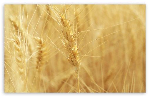 Wheat Spikes Ultra HD Desktop Background Wallpaper for 4K UHD TV ...