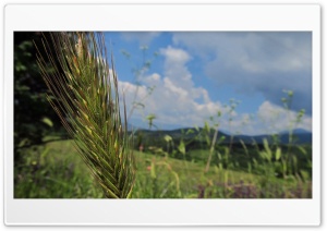 wheat stalk Ultra HD Wallpaper for 4K UHD Widescreen Desktop, Lockscreen, Screensaver, TV, Tablet, Smartphone