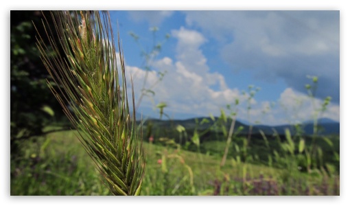 wheat stalk UltraHD Wallpaper for UHD 16:9 ; HD 16:9 ;