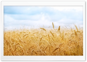 Wheat Yield Ultra HD Wallpaper for 4K UHD Widescreen desktop, tablet & smartphone