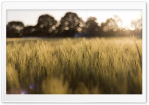 Wheatfield in the Sunshine Ultra HD Wallpaper for 4K UHD Widescreen desktop, tablet & smartphone