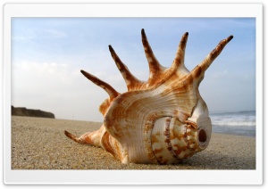 Whelk Shell On The Beach Ultra HD Wallpaper for 4K UHD Widescreen desktop, tablet & smartphone