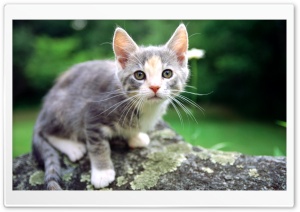 White And Gray Kitten Ultra HD Wallpaper for 4K UHD Widescreen desktop, tablet & smartphone