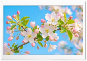 White and Pink Blossoms in Spring Light 4K UHD Wallpaper for Widescreen and UltraWide Desktop, UltraHD TV, Smartphone, Tablet