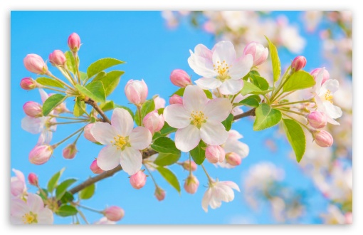 White and Pink Blossoms in Spring Light UltraHD Wallpaper for UHD 16:9 ; HD 16:9 ; UltraWide 21:9 24:10 32:9 32:10 ; Widescreen 16:10 ; Tablet 1:1 ; Mobile 9:16 9:19.5 9:20 9:21 9:22 ; Dual 16:10 16:9 ;