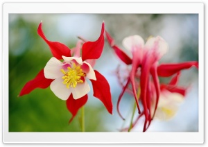 White and Red Flower Ultra HD Wallpaper for 4K UHD Widescreen desktop, tablet & smartphone