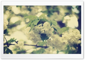 White Apple Flowers Ultra HD Wallpaper for 4K UHD Widescreen desktop, tablet & smartphone