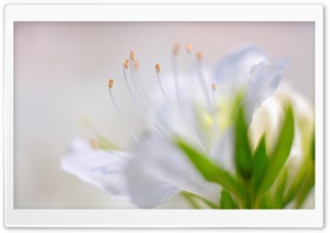 White Azalea Flower Ultra HD Wallpaper for 4K UHD Widescreen desktop, tablet & smartphone