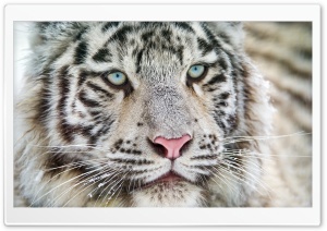 White Bengal Tiger Cub Portrait Ultra HD Wallpaper for 4K UHD Widescreen desktop, tablet & smartphone