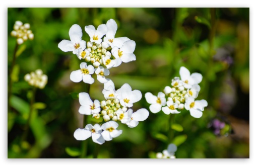 White Bloom Cluster UltraHD Wallpaper for UHD 16:9 2160p 1440p 1080p 900p 720p ; 8K UHD TV 16:9 Ultra High Definition 2160p 1440p 1080p 900p 720p ; UltraWide 21:9 24:10 ; Widescreen 16:10 5:3 WHXGA WQXGA WUXGA WXGA WGA ; Fullscreen 4:3 5:4 3:2 UXGA XGA SVGA QSXGA SXGA DVGA HVGA HQVGA ( Apple PowerBook G4 iPhone 4 3G 3GS iPod Touch ) ; Tablet 1:1 ; Mobile 9:16 2:3 3:5 3:4 - ;