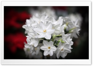 White Blossoms Ultra HD Wallpaper for 4K UHD Widescreen desktop, tablet & smartphone