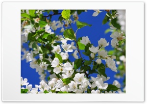 white blossoms Ultra HD Wallpaper for 4K UHD Widescreen Desktop, Lockscreen, Screensaver, TV, Tablet, Smartphone