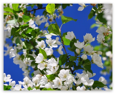 white blossoms UltraHD Wallpaper for Fullscreen 5:4 ;