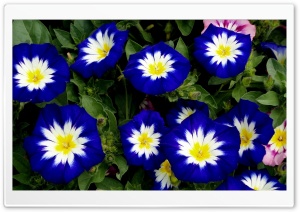 White Blue Flowers Ultra HD Wallpaper for 4K UHD Widescreen desktop, tablet & smartphone