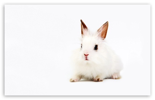 White Bunny UltraHD Wallpaper for 8K UHD TV 16:9 Ultra High Definition 2160p 1440p 1080p 900p 720p ; Widescreen 16:10 5:3 WHXGA WQXGA WUXGA WXGA WGA ; Fullscreen 4:3 5:4 3:2 UXGA XGA SVGA QSXGA SXGA DVGA HVGA HQVGA ( Apple PowerBook G4 iPhone 4 3G 3GS iPod Touch ) ; Tablet 1:1 ; Mobile 3:5 3:4 - ;