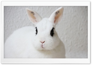 White Bunny, Black Eyes Ultra HD Wallpaper for 4K UHD Widescreen desktop, tablet & smartphone