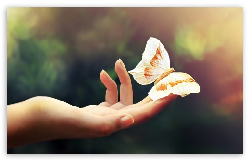 White Butterfly UltraHD Wallpaper for Wide 16:10 5:3 Widescreen WHXGA WQXGA WUXGA WXGA WGA ; 8K UHD TV 16:9 Ultra High Definition 2160p 1440p 1080p 900p 720p ; Standard 4:3 5:4 3:2 Fullscreen UXGA XGA SVGA QSXGA SXGA DVGA HVGA HQVGA ( Apple PowerBook G4 iPhone 4 3G 3GS iPod Touch ) ; Tablet 1:1 ; iPad 1/2/Mini ; Mobile 4:3 5:3 3:2 16:9 5:4 - UXGA XGA SVGA WGA DVGA HVGA HQVGA ( Apple PowerBook G4 iPhone 4 3G 3GS iPod Touch ) 2160p 1440p 1080p 900p 720p QSXGA SXGA ;