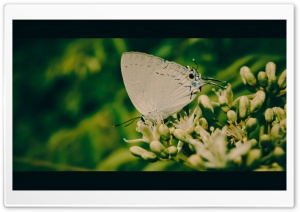 White Butterfly Ultra HD Wallpaper for 4K UHD Widescreen desktop, tablet & smartphone