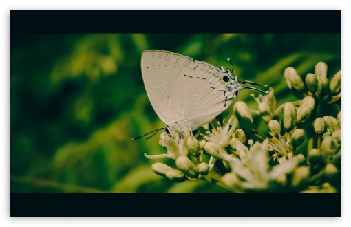 White Butterfly UltraHD Wallpaper for 8K UHD TV 16:9 Ultra High Definition 2160p 1440p 1080p 900p 720p ; Widescreen 16:10 5:3 WHXGA WQXGA WUXGA WXGA WGA ; Fullscreen 4:3 5:4 3:2 UXGA XGA SVGA QSXGA SXGA DVGA HVGA HQVGA ( Apple PowerBook G4 iPhone 4 3G 3GS iPod Touch ) ; Tablet 1:1 ; Mobile 3:5 3:4 - ;