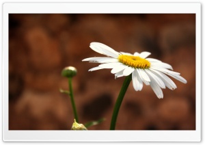 White Camomile Ultra HD Wallpaper for 4K UHD Widescreen desktop, tablet & smartphone