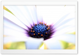 White Cape Daisy 4K UHD Wallpaper for Widescreen and UltraWide Desktop, UltraHD TV, Smartphone, Tablet