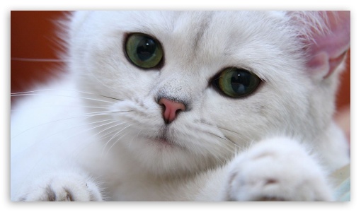 white cat UltraHD Wallpaper for HD 16:9 ;