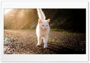 White Cat In The Sunset Ultra HD Wallpaper for 4K UHD Widescreen desktop, tablet & smartphone