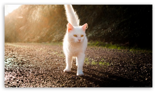 White Cat In The Sunset UltraHD Wallpaper for UHD 16:9 ; HD 16:9 ;