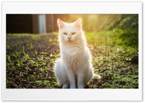 White Cat In The Sunset 2 Ultra HD Wallpaper for 4K UHD Widescreen Desktop, Lockscreen, Screensaver, TV, Tablet, Smartphone