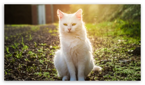 White Cat In The Sunset 2 UltraHD Wallpaper for 8K UHD TV 16:9 Ultra High Definition 2160p 1440p 1080p 900p 720p ; UHD 16:9 2160p 1440p 1080p 900p 720p ; Mobile 16:9 - 2160p 1440p 1080p 900p 720p ;