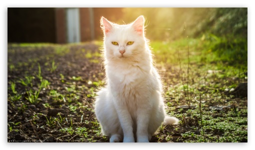 White Cat In The Sunset 2 UltraHD Wallpaper for UHD 16:9 ; HD 16:9 ;