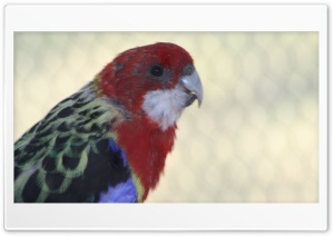 White-Cheeked Rosella Ultra HD Wallpaper for 4K UHD Widescreen desktop, tablet & smartphone