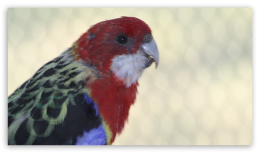 White-Cheeked Rosella UltraHD Wallpaper for UHD 16:9 ; HD 16:9 ; Fullscreen 3:2 ;