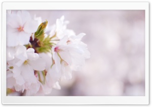 White Cherry Blossom Ultra HD Wallpaper for 4K UHD Widescreen desktop, tablet & smartphone