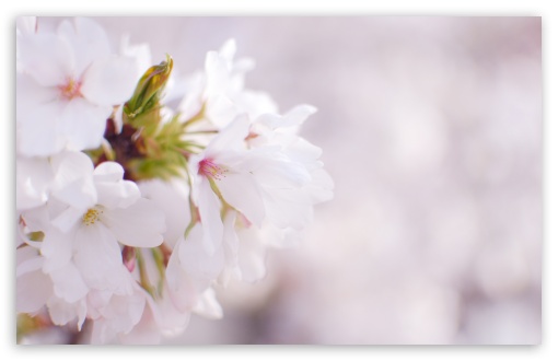 White Cherry Blossom UltraHD Wallpaper for Wide 16:10 5:3 Widescreen WHXGA WQXGA WUXGA WXGA WGA ; 8K UHD TV 16:9 Ultra High Definition 2160p 1440p 1080p 900p 720p ; UHD 16:9 2160p 1440p 1080p 900p 720p ; Standard 4:3 5:4 3:2 Fullscreen UXGA XGA SVGA QSXGA SXGA DVGA HVGA HQVGA ( Apple PowerBook G4 iPhone 4 3G 3GS iPod Touch ) ; Tablet 1:1 ; iPad 1/2/Mini ; Mobile 4:3 5:3 3:2 16:9 5:4 - UXGA XGA SVGA WGA DVGA HVGA HQVGA ( Apple PowerBook G4 iPhone 4 3G 3GS iPod Touch ) 2160p 1440p 1080p 900p 720p QSXGA SXGA ;