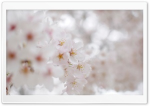 White Cherry Blossom Macro Ultra HD Wallpaper for 4K UHD Widescreen desktop, tablet & smartphone