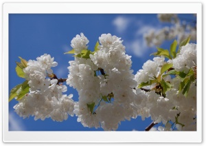 White Cherry Blossom Tree Ultra HD Wallpaper for 4K UHD Widescreen desktop, tablet & smartphone