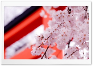 White Cherry Blossoms Ultra HD Wallpaper for 4K UHD Widescreen desktop, tablet & smartphone