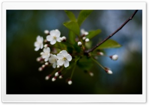 White Cherry Flowers Ultra HD Wallpaper for 4K UHD Widescreen desktop, tablet & smartphone