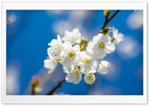 White Cherry Flowers, Macro Ultra HD Wallpaper for 4K UHD Widescreen desktop, tablet & smartphone