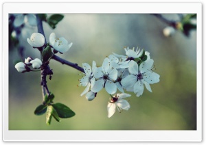 White Cherry Flowers, Spring Ultra HD Wallpaper for 4K UHD Widescreen desktop, tablet & smartphone