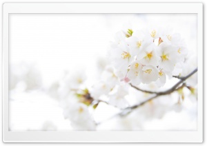 White Cherry Plum Flowers Ultra HD Wallpaper for 4K UHD Widescreen desktop, tablet & smartphone