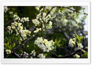 White Cherry Spring Flowers Ultra HD Wallpaper for 4K UHD Widescreen desktop, tablet & smartphone